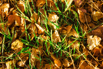 golden autumn leaves on the ground with breaking green grass in sunlight
