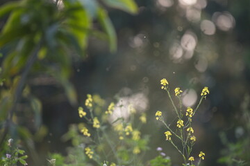 The mustard plant is a plant species in the genera Brassica and Sinapis in the family Brassicaceae....