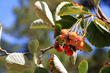 Close view of cluster of berries of greak whitebeam (Sorbus graeca)