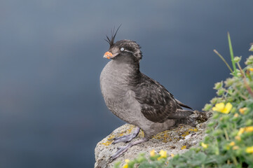 Molting Crested Auklet (Aethia cristatella) at St. George Island, Pribilof Islands, Alaska, USA