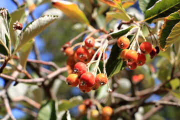 Close view of cluster of berries of greak whitebeam (Sorbus graeca)