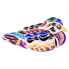 very colorful Carolina duck, a pattern of many flowing colored lines