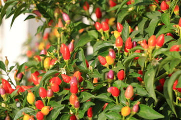 Decorative colorful yellow purple and red peppers on bush close up image