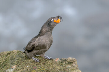 Obraz premium Crested Auklet (Aethia cristatella) at St. George Island, Pribilof Islands, Alaska, USA