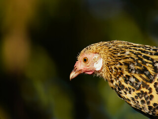 Portrait of a Hen