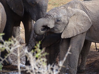 Elephants at Addo National Parc South Africa