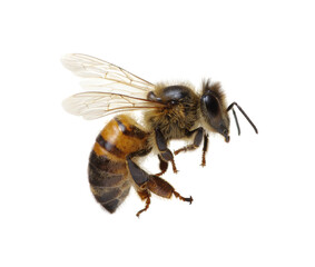 Honey bee isolated on white