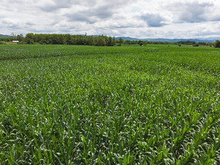 Fototapeta na wymiar Green corn field, crop plantation