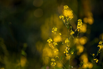 The mustard plant is a plant species in the genera Brassica and Sinapis in the family Brassicaceae....