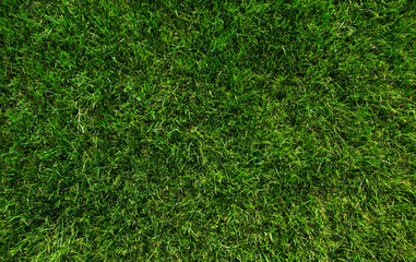 Background of a green grass.