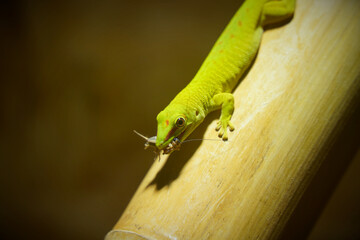 Madagascar Giant Day Gecko Feeding on a Cricket