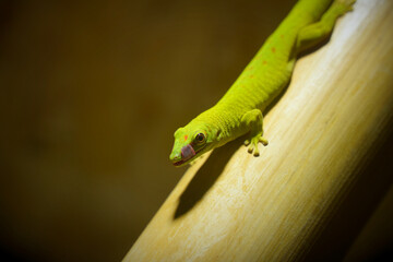 Madagascar Giant Day Gecko licking its lips