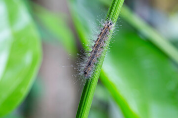 Caterpillar on green stalk on the tree