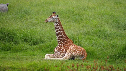Obraz premium Just a chilling giraffe