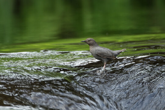 Water Ouzel - American Dipper  (Cinclus mexicanus) searching for food in a stream in Oregon.