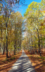 Fototapeta premium Autumn forest road in deciduous beech woodland