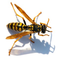 wasp or German yellowjacket isolated on white background