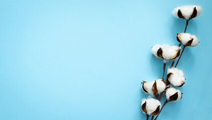 Branch with bolls of cotton on a blue background with copy space and space for text