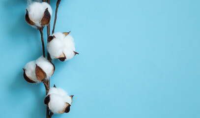 Branch with bolls of cotton on a blue background with copy space and space for text. Close up