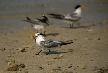 Greater Crested Tern holding a fish at Busaiteen coast, Bahrain