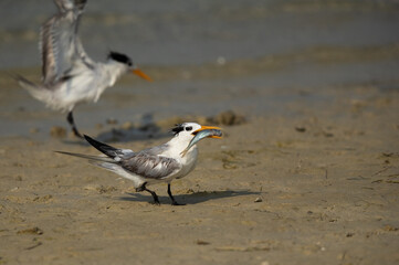 Greater Crested Tern holding a fish catch at Busaiteen coast, Bahrain