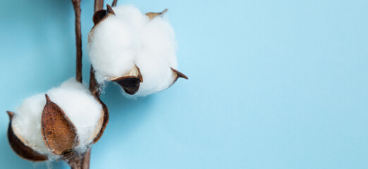 Branch with bolls of cotton on a blue background with copy space and space for text. Close up