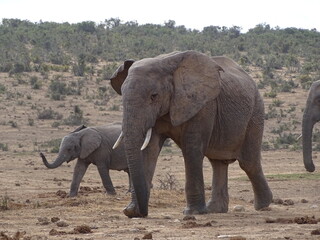 Fototapeta premium Elephants at Addo National Parc South Africa