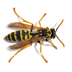 wasp or German yellowjacket isolated on white background
