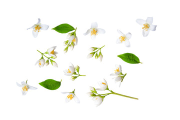Set of beautiful jasmine flowers and branchs isolated on white background closeup. Top view. Copy space