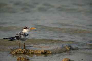 Juvenile Greater Crested Tern perched at Busaiteen coast, Bahrain