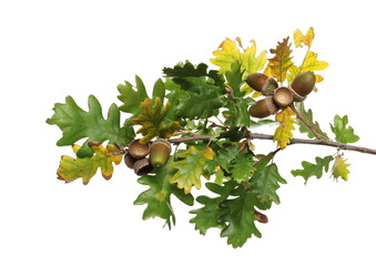 Oak leaves on branch with acorn, yellow green foliage in autumn season isolated on white background © dule964