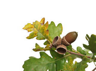 Oak leaves on branch with acorn, yellow green foliage in autumn season isolated on white background