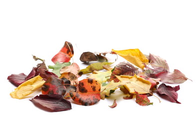 Colorful autumn leaves, leaf pile isolated on white background