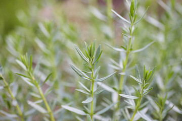 Obraz premium Rosemary herb bush in the garden. Close up.