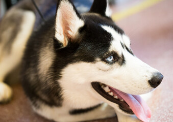 Siberian Husky Portrait of thoroughbred Siberian Husky dog