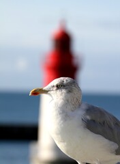 portrait de goéland devant un phare en Bretagne