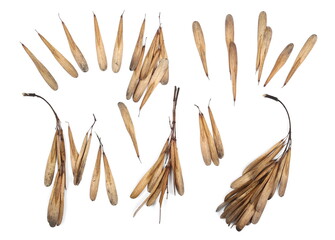 European ash seeds (Fraxinus excelsior) pile isolated on white background, top view