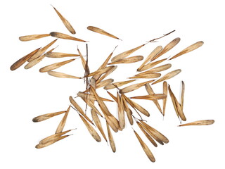 European ash seeds (Fraxinus excelsior) pile isolated on white background, top view