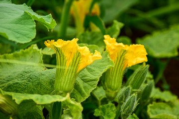 キュウリの花をでっかくしたようなカボチャの花