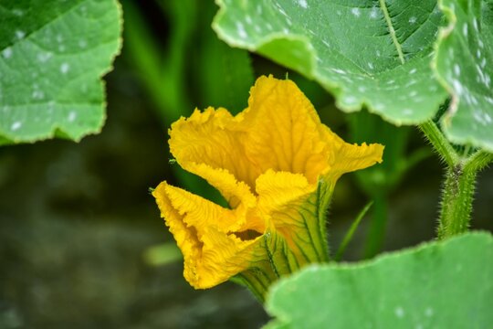 55 Best 日本かぼちゃ Images Stock Photos Vectors Adobe Stock