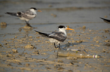 Greater Crested Terns and the bottle garbage at Busaiteen coast, Bahrain