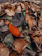 autumn leaves on the ground
