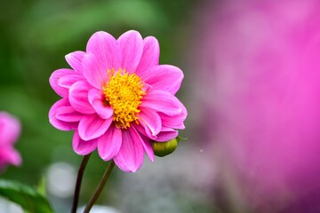 形が整った美しさがあります「ダリアの花」