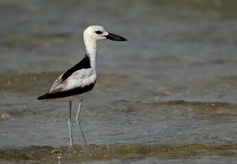 Portrait of a Crab plover at Busaiteen coast, Bahrain