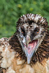 Bearded Vulture (Gypaetus barbatus) in Caucasus, Republic of Dagestan, Russia