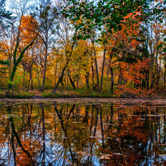 pond in autumn forest .autumn nature 