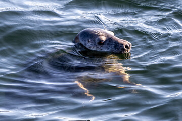 Fototapeta premium Grey seal in clear harbour water
