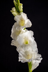Naklejka na ściany i meble white gladiolus closeup on a black background