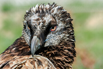 Bearded Vulture (Gypaetus barbatus) in Caucasus, Republic of Dagestan, Russia