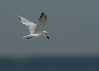 Fototapeta na wymiar Gull-billed tern in flight at Busaiteen coast, Bahrain